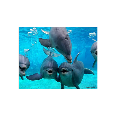 Planète Sauvage Parc + Raid 4X4 ou Rencontre avec les Dauphins