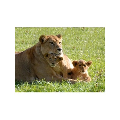 ECOZOO DES SABLES D'OLONNE