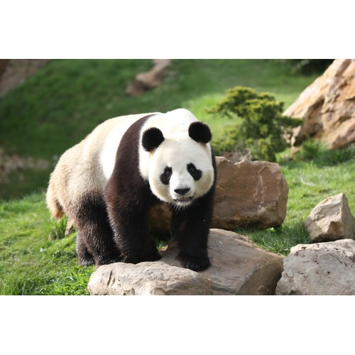 Zoo de Beauval