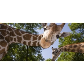 Parcs animaliers