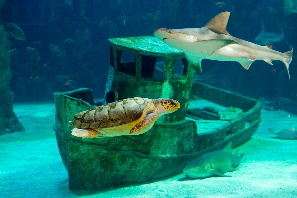Reouverture Océarium Croisic